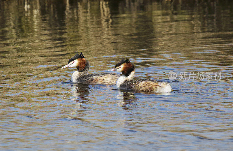 夏季羽毛的大冠毛鸊鷉(Podiceps cristatus)